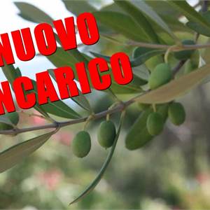 Terreno Agricolo In Vendita a Ruvo di Puglia