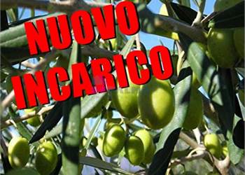 TERRENO AGRICOLO 2.5 ETTARI ULIVETO 